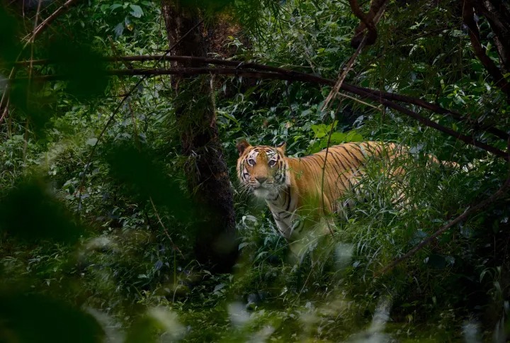 Wildlife photography